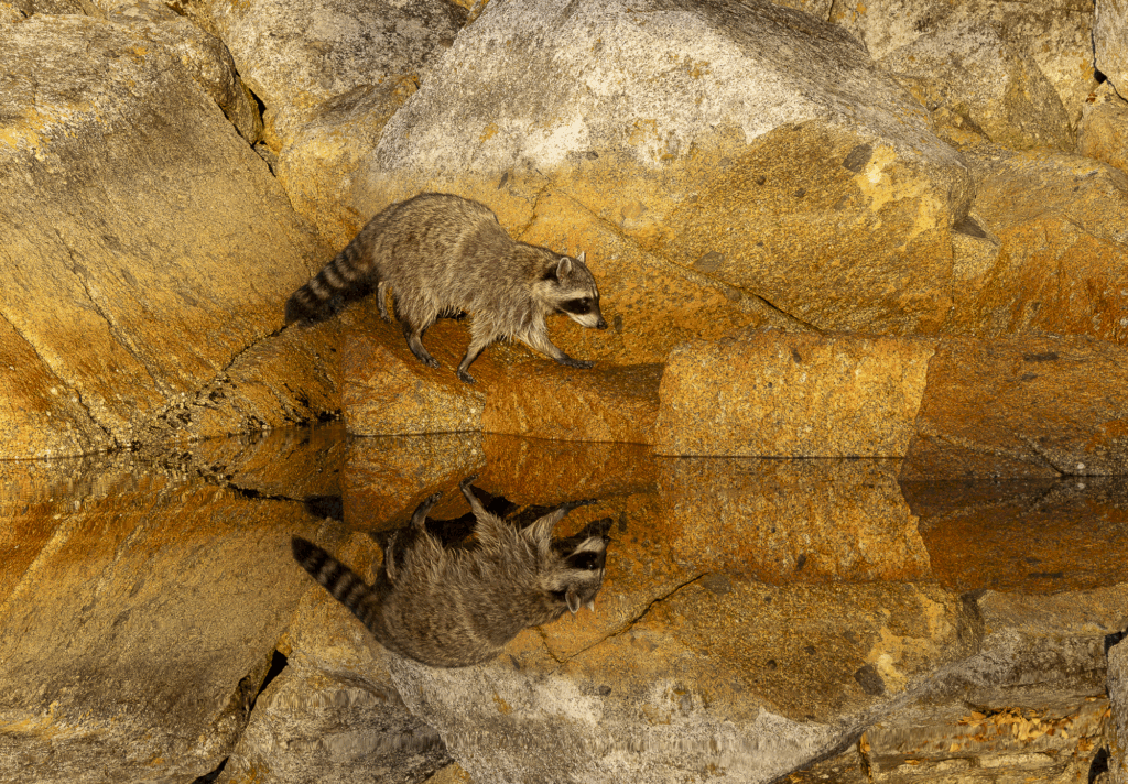 June 2025 1st Place Winner ( Theme "Reflections" ) : "Morning Stroll" by Christy Grinton