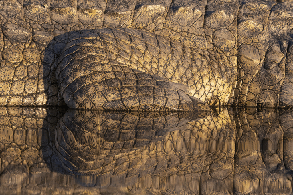 June 2025 2nd Place Winner (Theme "Reflections") : "Crocodilian Leg Abstract Reflection" by Kathy Raffel