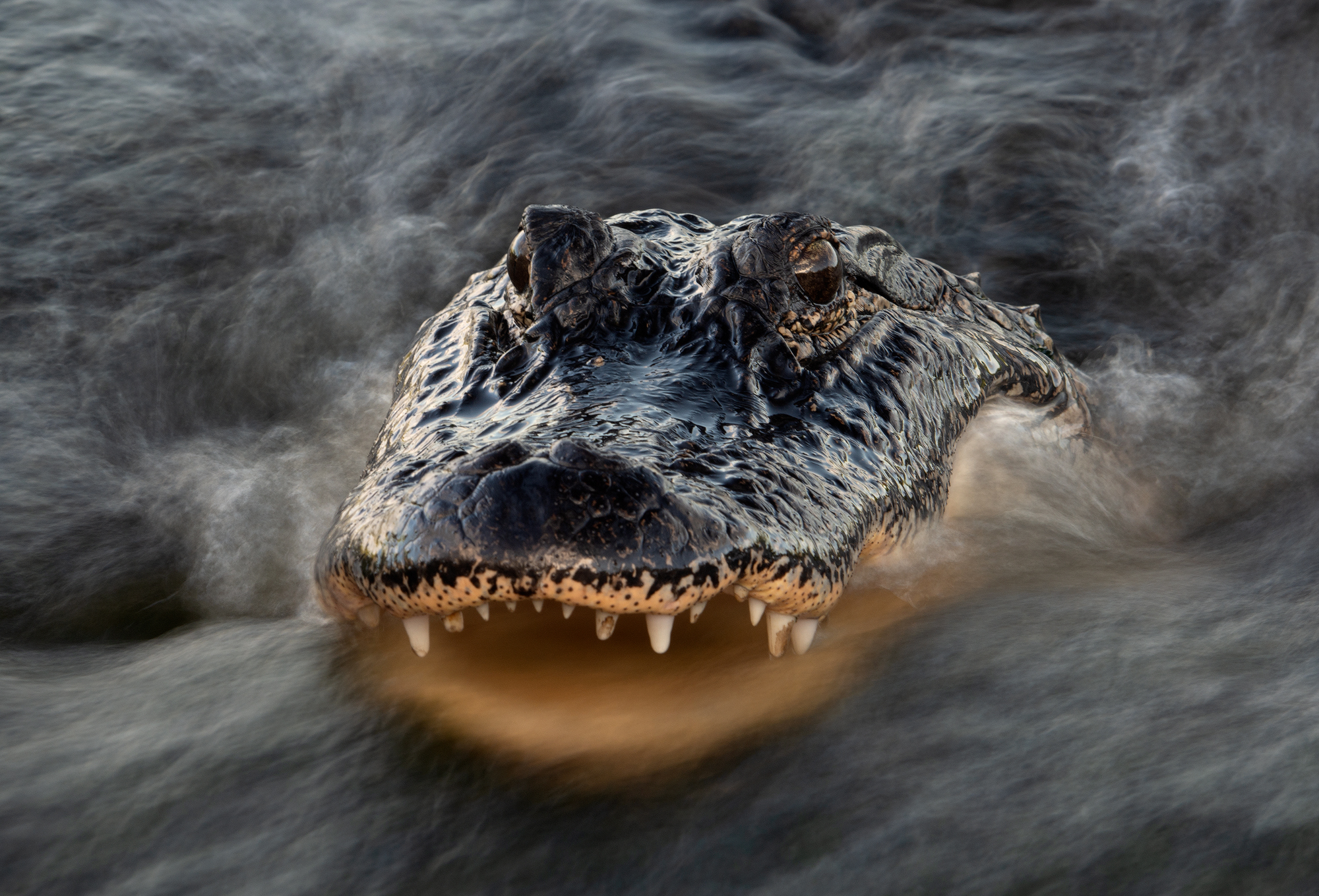 Spring 2025 First Place Winner (Theme "Tight Portraits") : "Close Up Of An Alligator Partially Submerged In A Stream" by Larry Lynch