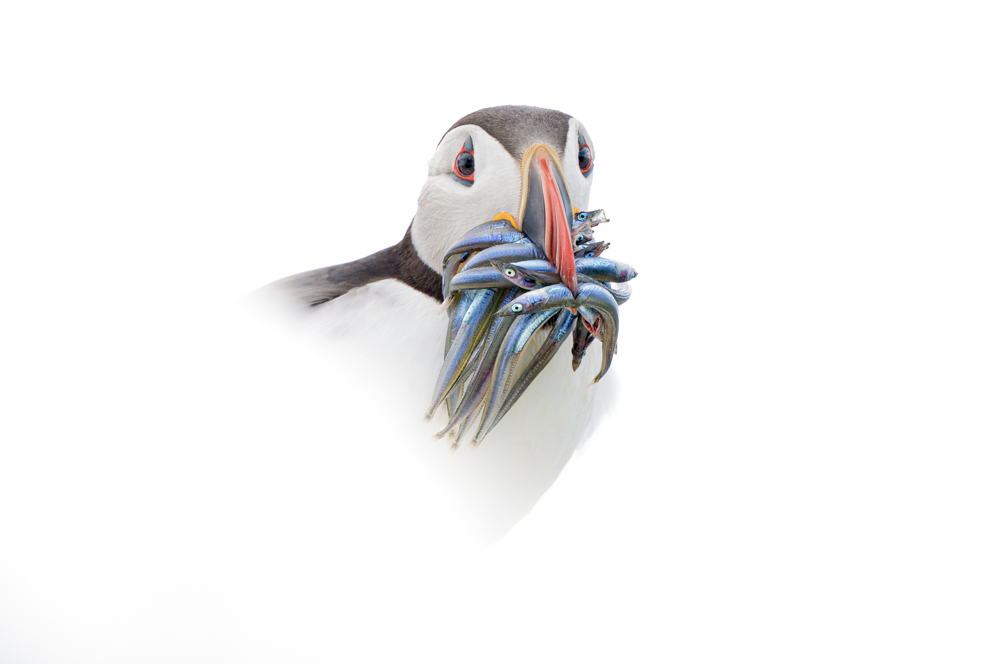Spring 2025 Third Place Winner (Theme "Tight Portraits") : "Puffin With Sand Eels" by Rick Beldegreen