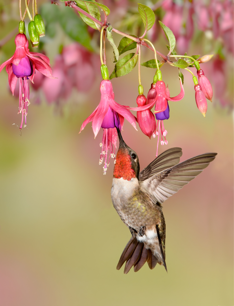 Ruby-throated Hummingbird by Alan Murphy