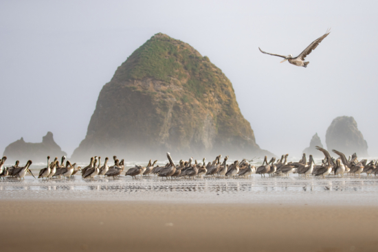 July 2025 Beginner Winner ( Theme "Small In The Frame" ) : “Pelicans Oh My" by Erich Podbielski