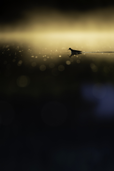 July 2025 Advanced Winner ( Theme "Small In The Frame" ) : “Catching Breakfast" by Jamin Taylor