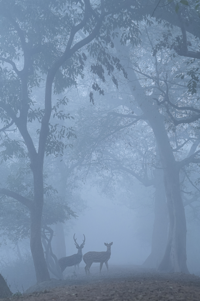 July 2025 Intermediate Winner ( Theme "Small In The Frame" ) : “As The Dawn Breaks" by Kalyapuranand Anand