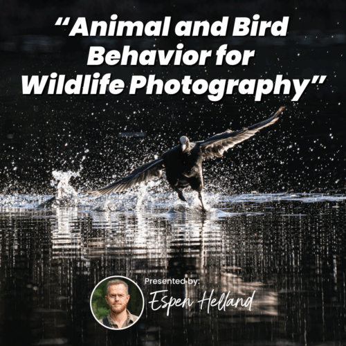 Animal and Bird Behavior for Wildlife Photography