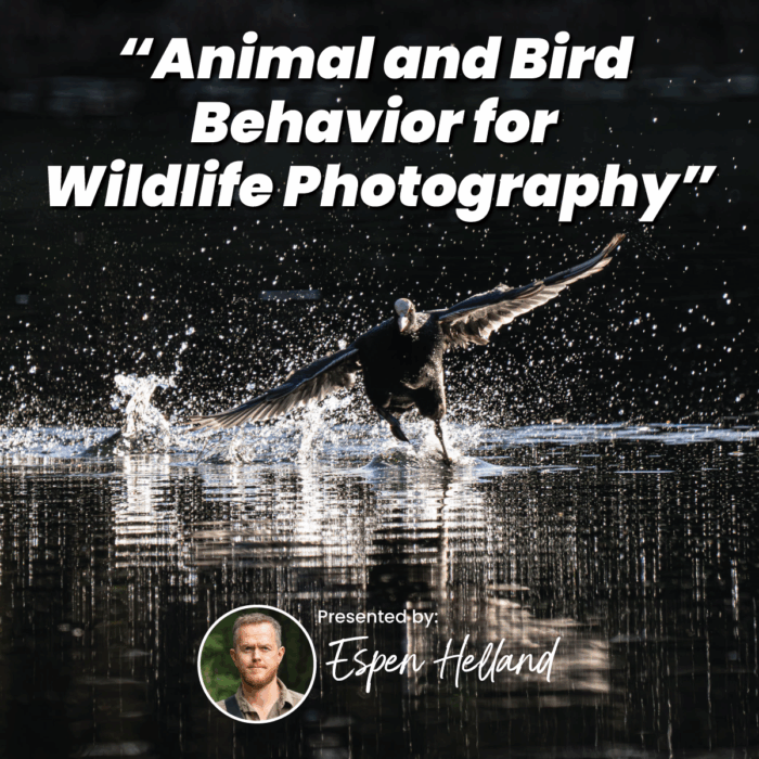Animal and Bird Behavior for Wildlife Photography