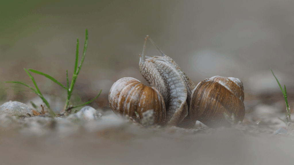 August 2025 Advanced Winner ( Theme: "Small Wildlife" ) : “Sloow Kiss" by Barbara Manser
