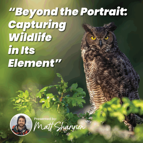 Beyond the Portrait: Capturing Wildlife in Its Element
