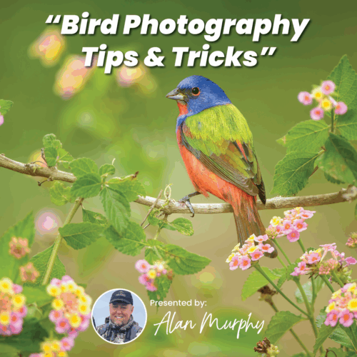 Bird Photography Tips & Tricks
