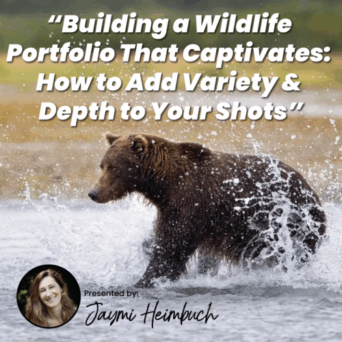 Building a Wildlife Portfolio That Captivates: How to Add Variety & Depth to Your Shots