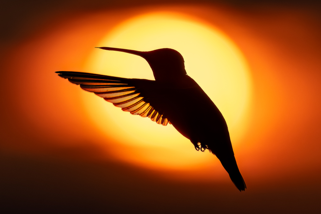 August 2025 Intermediate Winner ( Theme "Small Wildlife" ) : “Ruby Eclipse" by Claudine Bartels