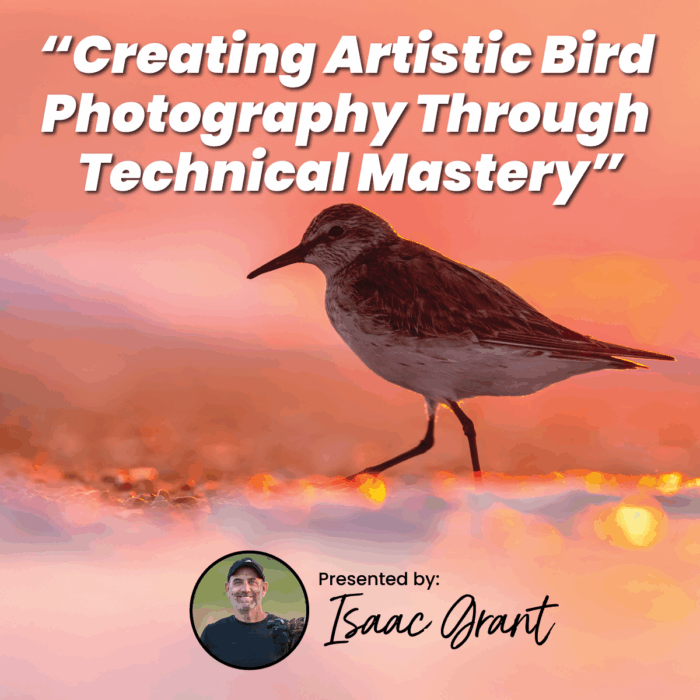 Creating Artistic Bird Photography Through Technical Mastery