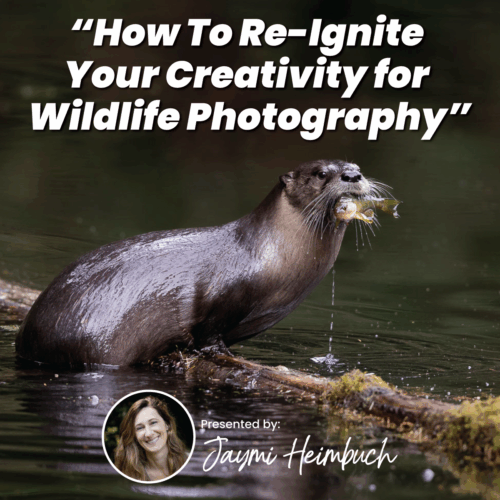 How To Re-Ignite Your Creativity for Wildlife Photography