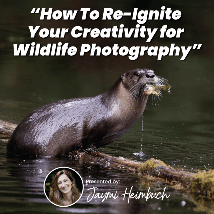 How To Re-Ignite Your Creativity for Wildlife Photography