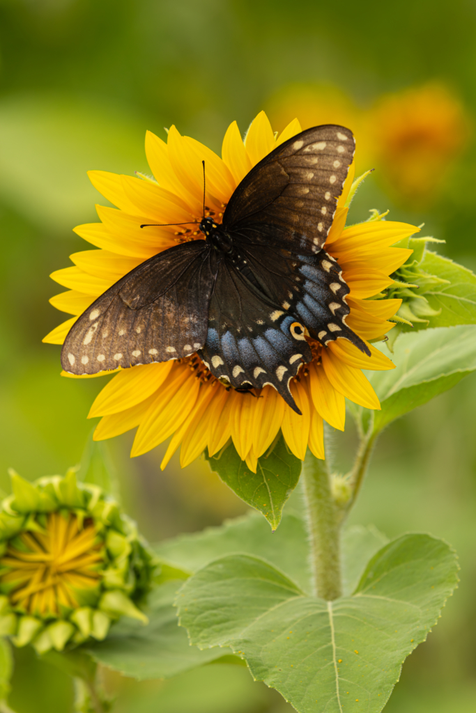 August 2025 Beginner Winner ( Theme "Small Wildlife" ) : “Sunflower Farm" by Jeani Soderstrom