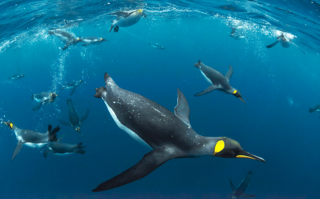 Summer 2025 Third Place Winner ( Theme "Wildlife and Water" ) : “King Penguin Congregation" by Eric Guth
