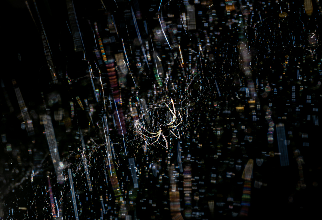 September 2025 Beginner Winner ( Theme "Non-Direct Light" ) : “Silken Prism" by Heather Hall