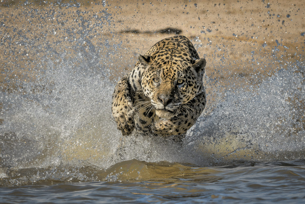 Summer 2025 First Place Winner ( Theme "Wildlife and Water" ) : “Jaguar on the Hunt" by Kevin Dooley