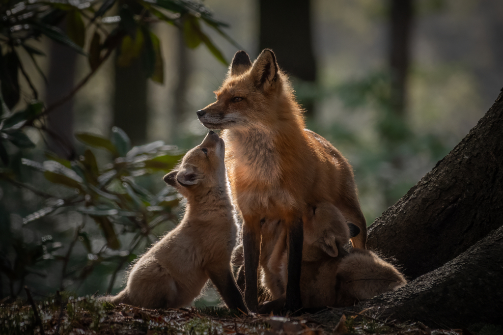 September 2025 Intermediate Winner ( Theme "Non-Direct Light" ) : “Sweet Mama" by Marie-Claude Gravel