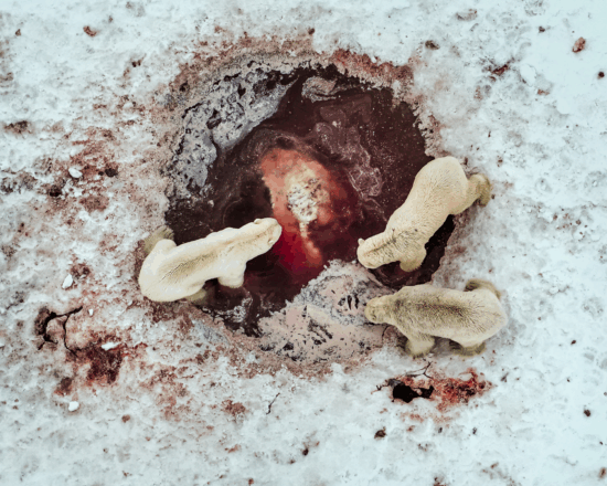 Summer 2025 Second Place Winner ( Theme "Wildlife and Water" ) : “Under the Ice: Death and Survival in the Arctic" by Nicholas Boris