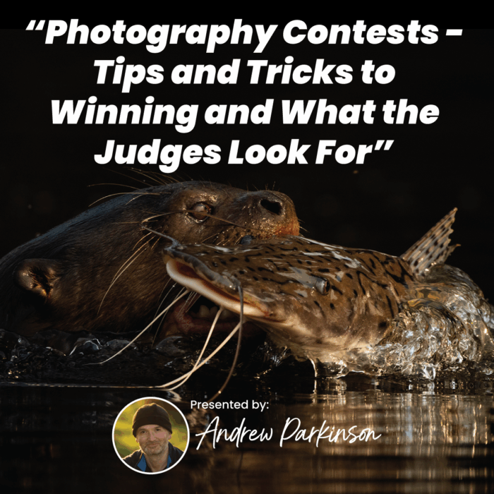 Photography Contests – Tips and Tricks To Winning and What The Judges Look For