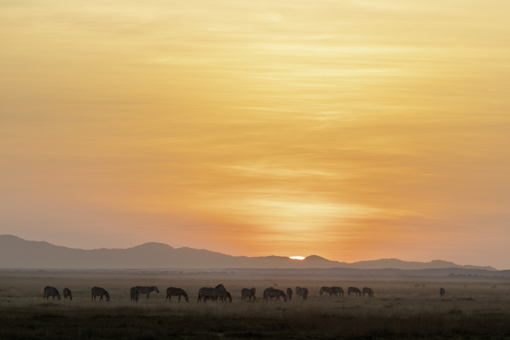October 2025 Advanced Winner ( Theme "Warm Colours" ) : “Amboseli Zebras" by Jeff Grabert
