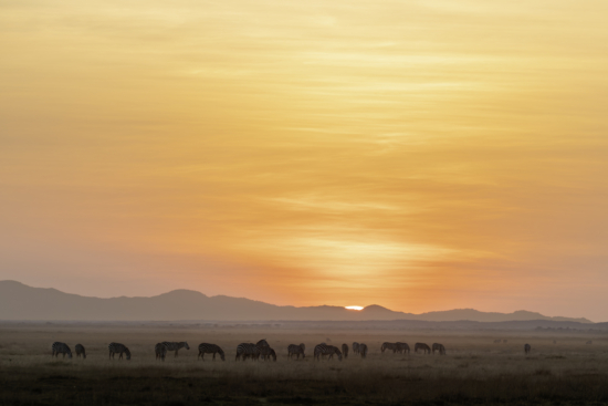 October 2025 Advanced Winner ( Theme "Warm Colours" ) : “Amboseli Zebras" by Jeff Grabert