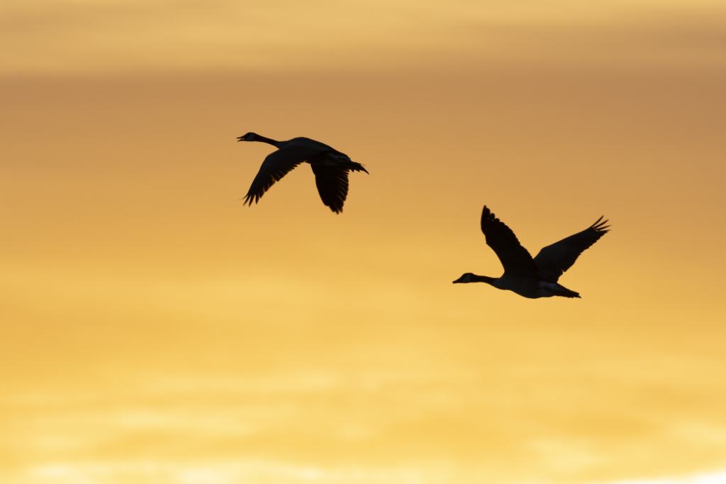 October 2025 Beginner Winner ( Theme "Warm Colours" ) : “Flying Geese" by Jonathan Isola