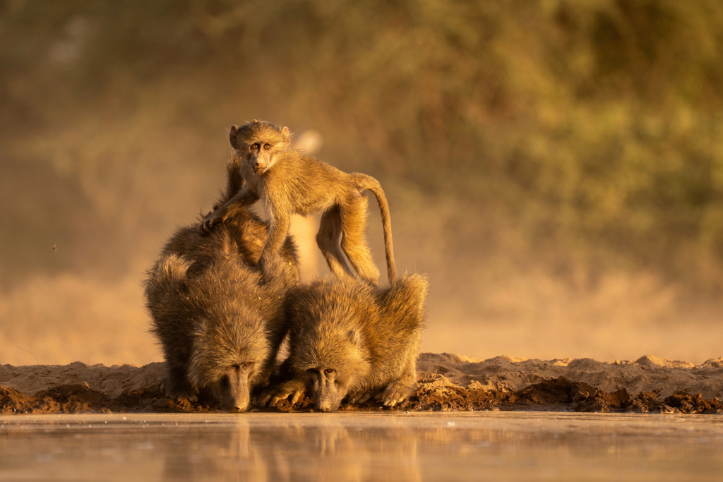 October 2025 Intermediate Winner ( Theme "Warm Colours" ) : “Baby on the Lookout" by Joyoti Basu