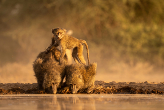 October 2025 Intermediate Winner ( Theme "Warm Colours" ) : “Baby on the Lookout" by Joyoti Basu