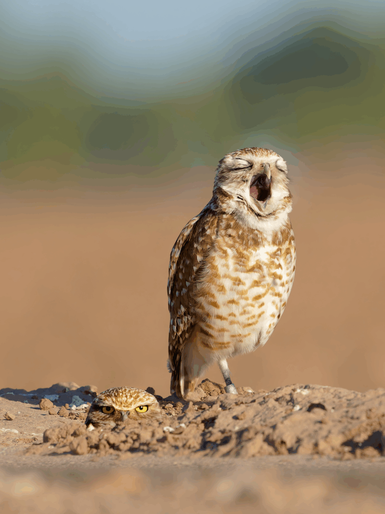 November 2025 Intermediate Winner ( Theme "Comedy Wildlife" ) : “The Frown Lowdown" by Greg Clark