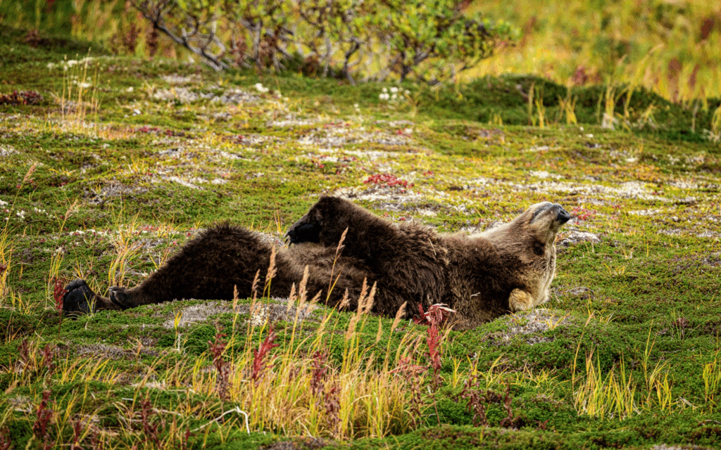 November 2025 Beginner Winner ( Theme "Comedy Wildlife" ) : “40 Winks" by Nathan Staggs