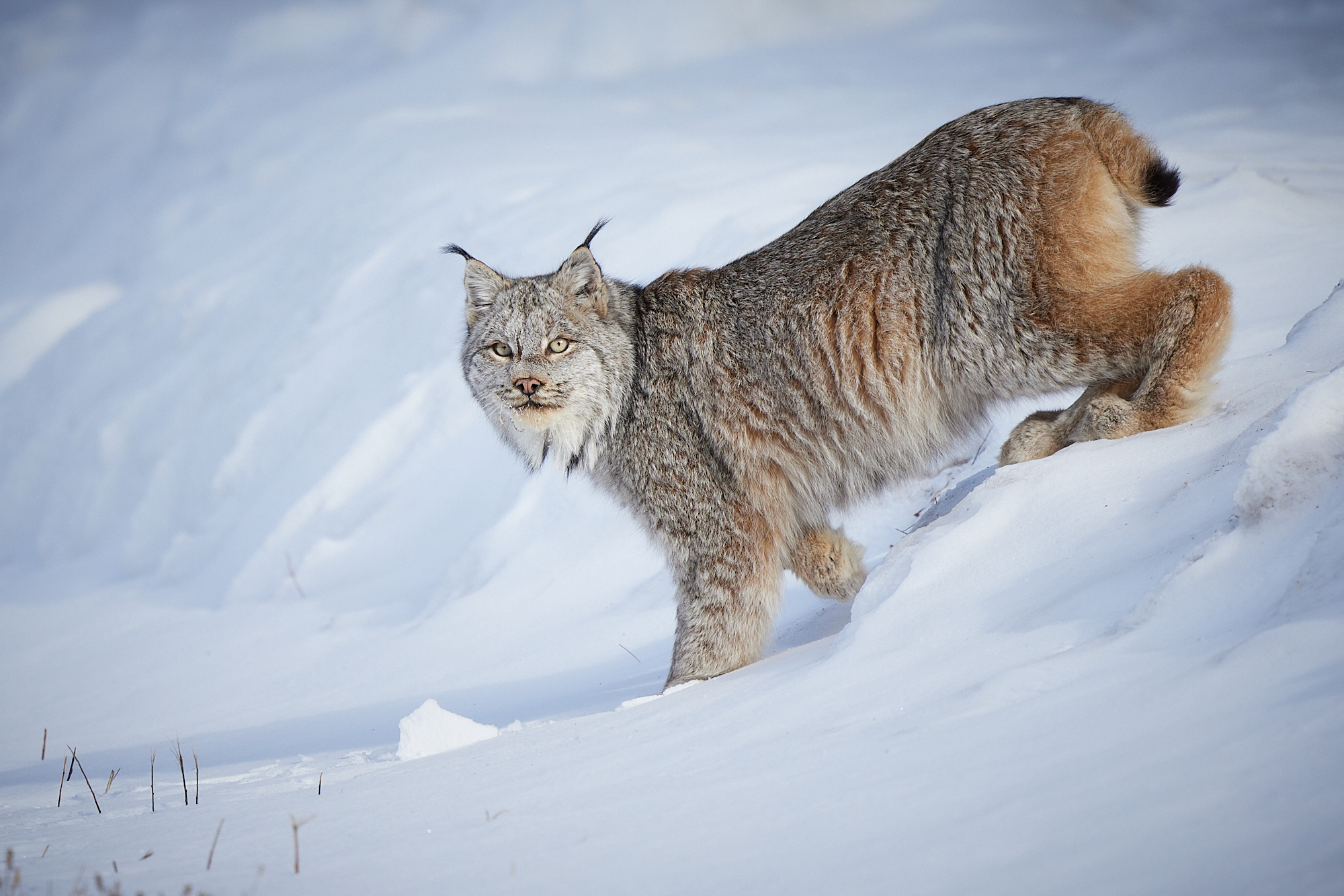 December 2025 Intermediate Winner ( Theme "Best of 2025" ) : “Calm, Cool, Collected" by Roxanne Plett