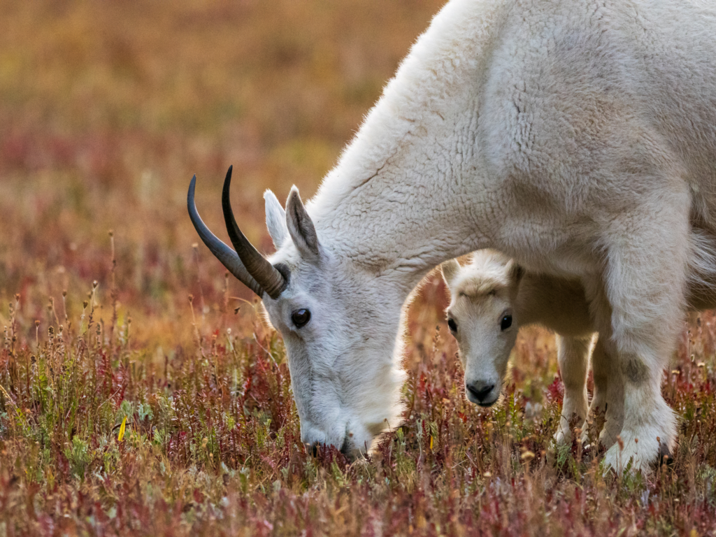 December 2025 Beginner Winner ( Theme "Best of 2025" ) : "Precocious Prince" by Wesley Rich