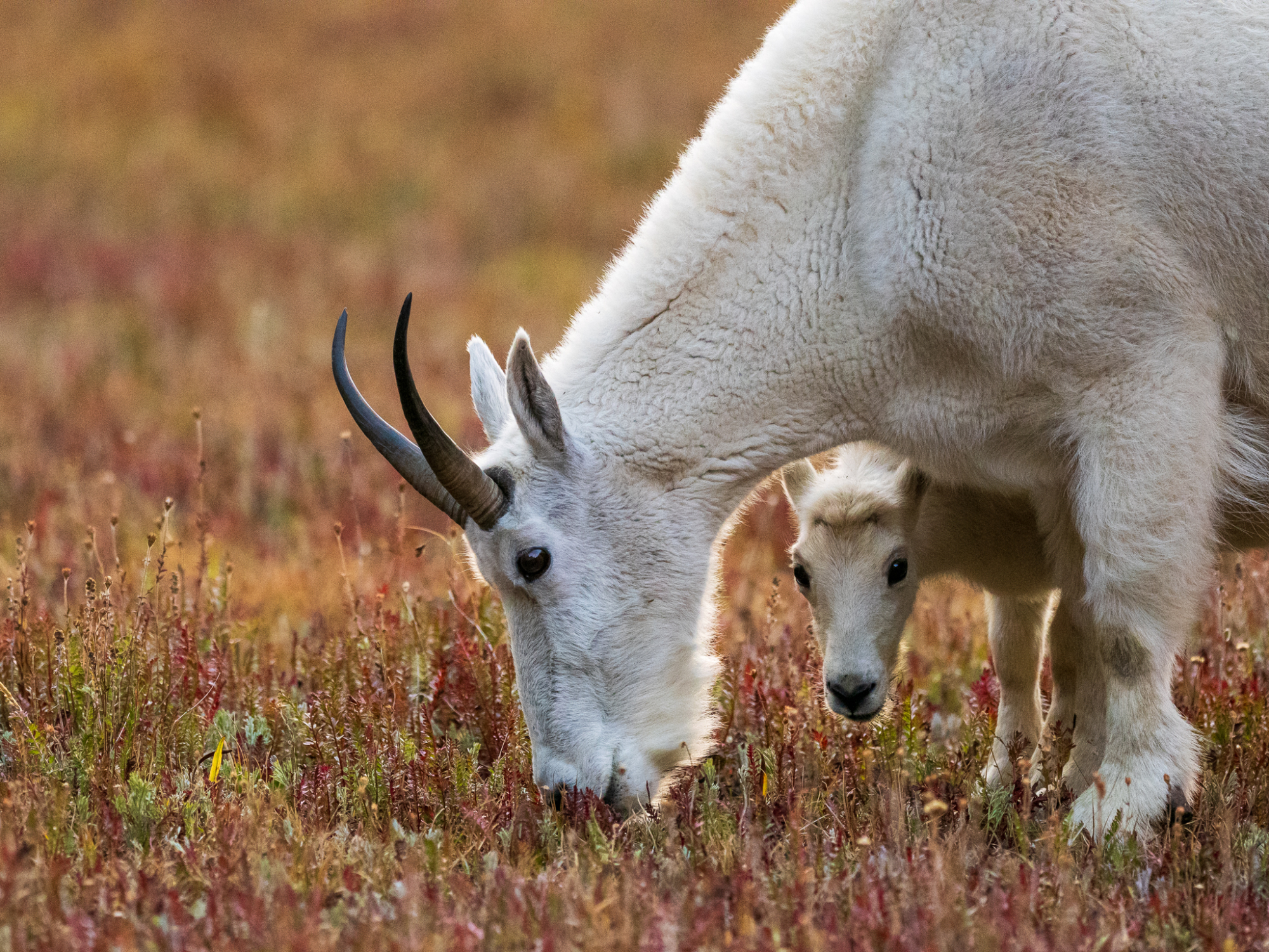 December 2025 Beginner Winner ( Theme "Best of 2025" ) : "Precocious Prince" by Wesley Rich
