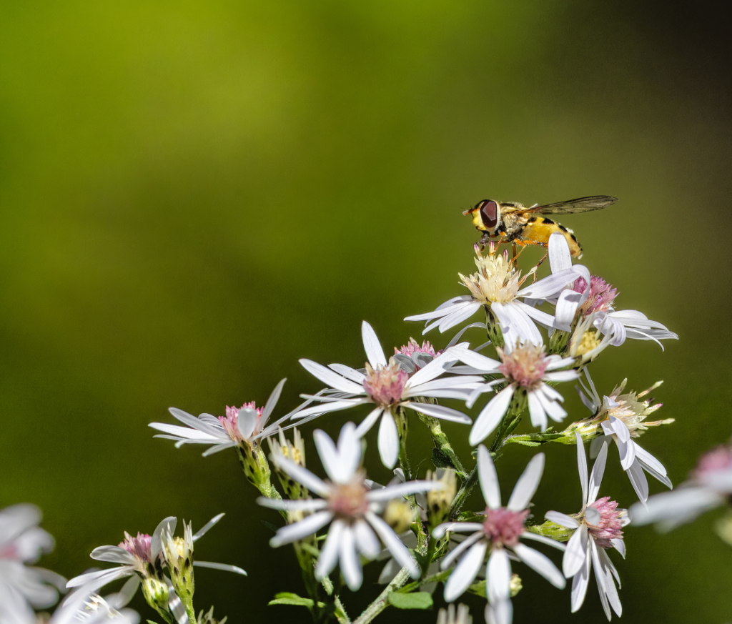 10 Photo Challenge 2025 Winner - Clean Background: "Pollination in Action" by Janice Murray