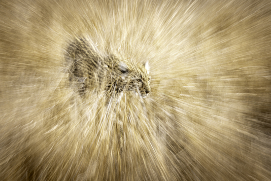 January 2026 Advanced Winner ( Theme "Breaking The Rules" ) : “Blurred Boundaries" by Gideon Malherbe