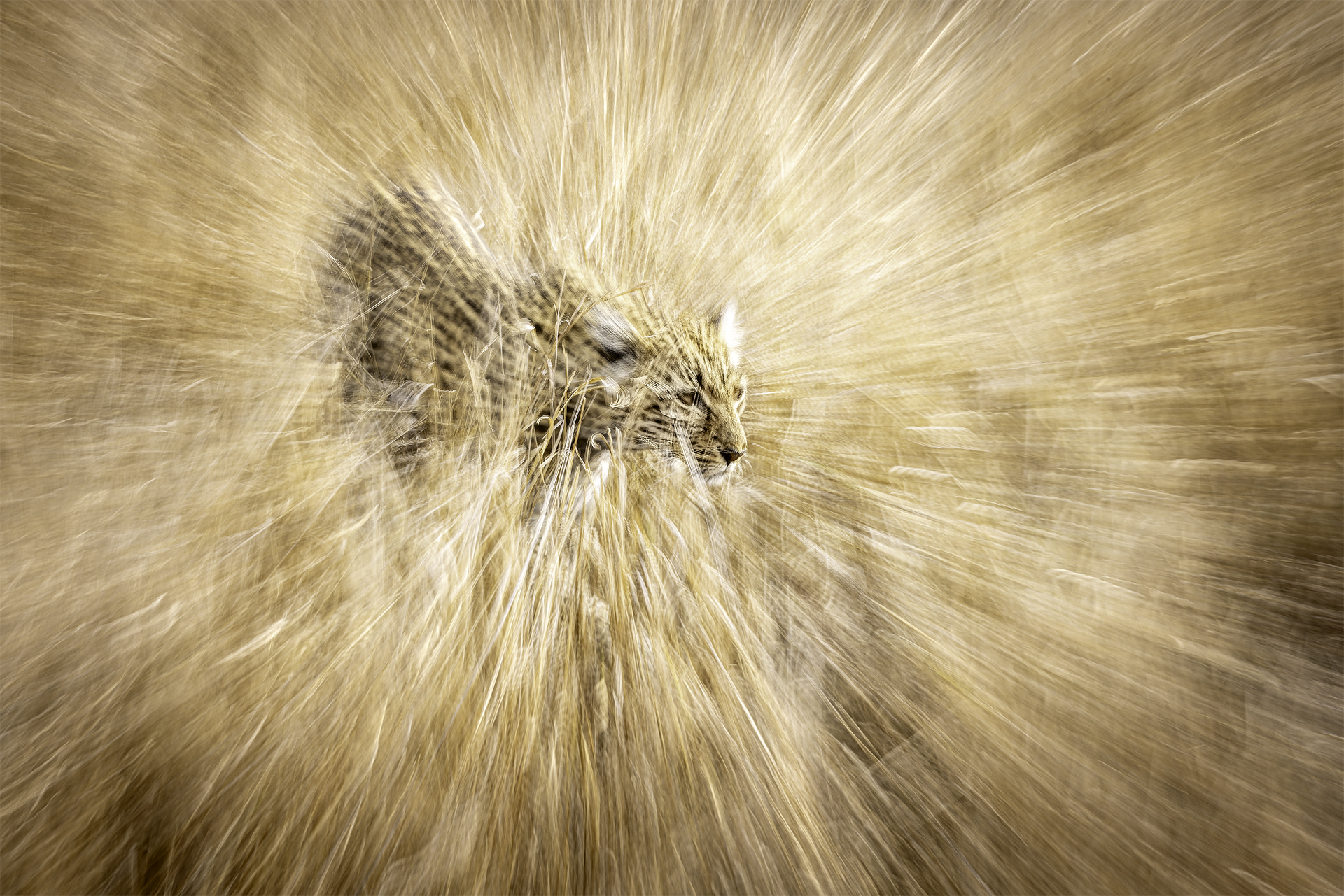 January 2026 Advanced Winner ( Theme "Breaking The Rules" ) : “Blurred Boundaries" by Gideon Malherbe