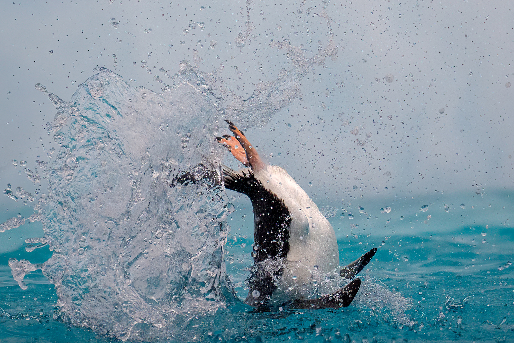 January 2026 Intermediate Winner ( Theme "Breaking The Rules" ) : “Subject Lost" by Jill Johannessen