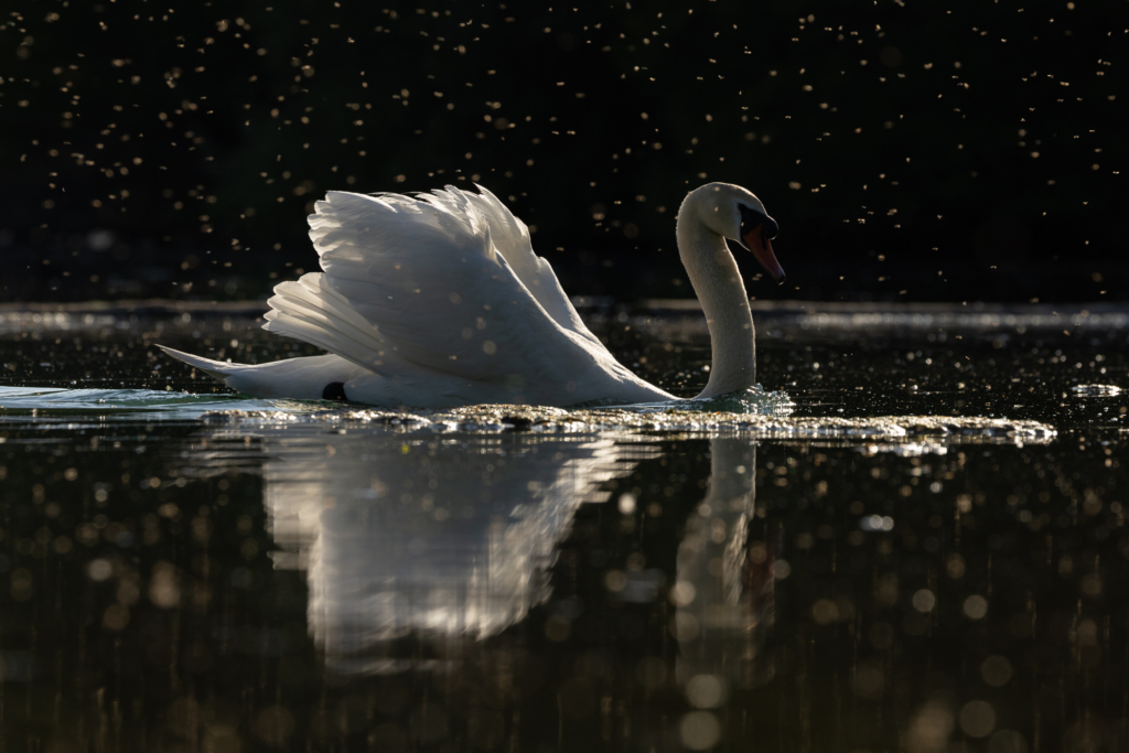 10 Photo Challenge 2025 Winner - The Natural Behavior Shot: "Crowned by Light and Dust" by Stefanie Boelke