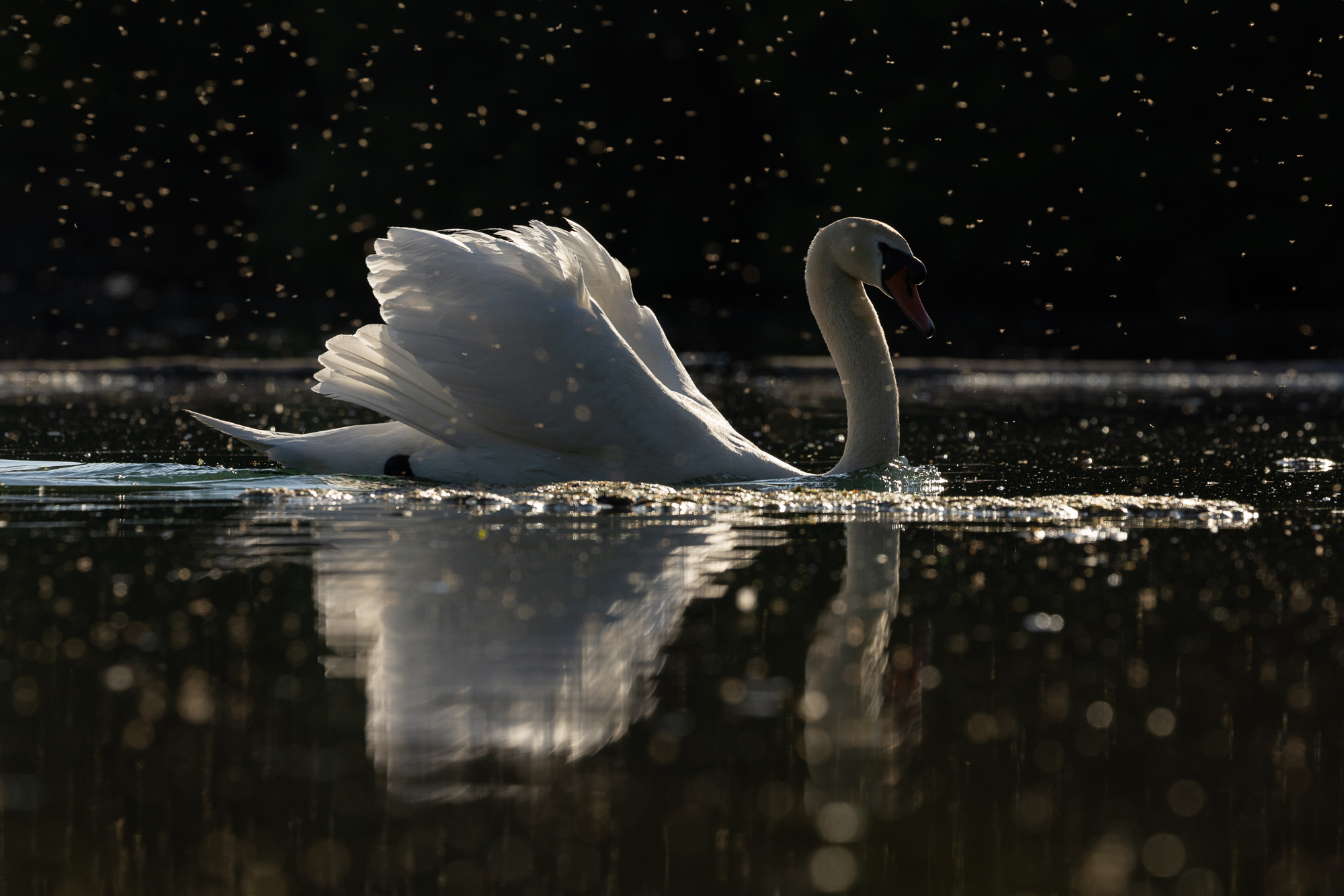 10 Photo Challenge 2025 Winner - The Natural Behavior Shot: "Crowned by Light and Dust" by Stefanie Boelke