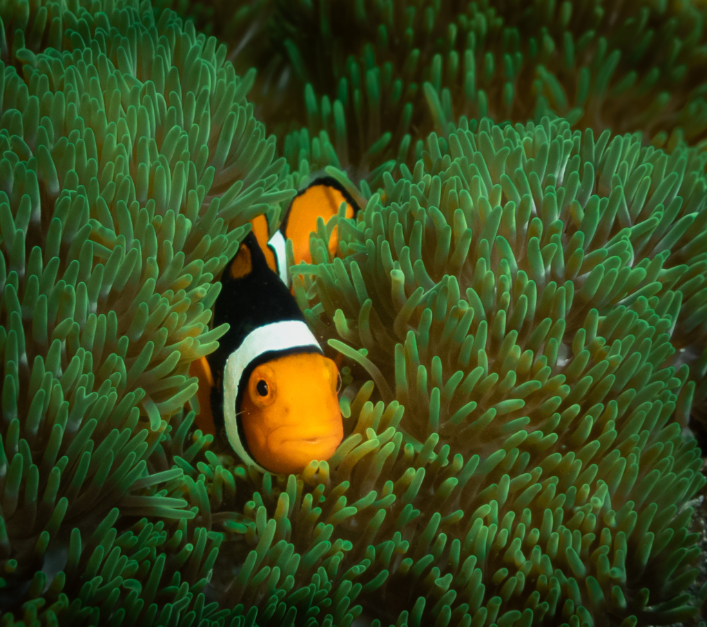 10 Photo Challenge 2025 Winner - The “Namesake Feature” Shot: "Finding Nemo in Green" by Carol May