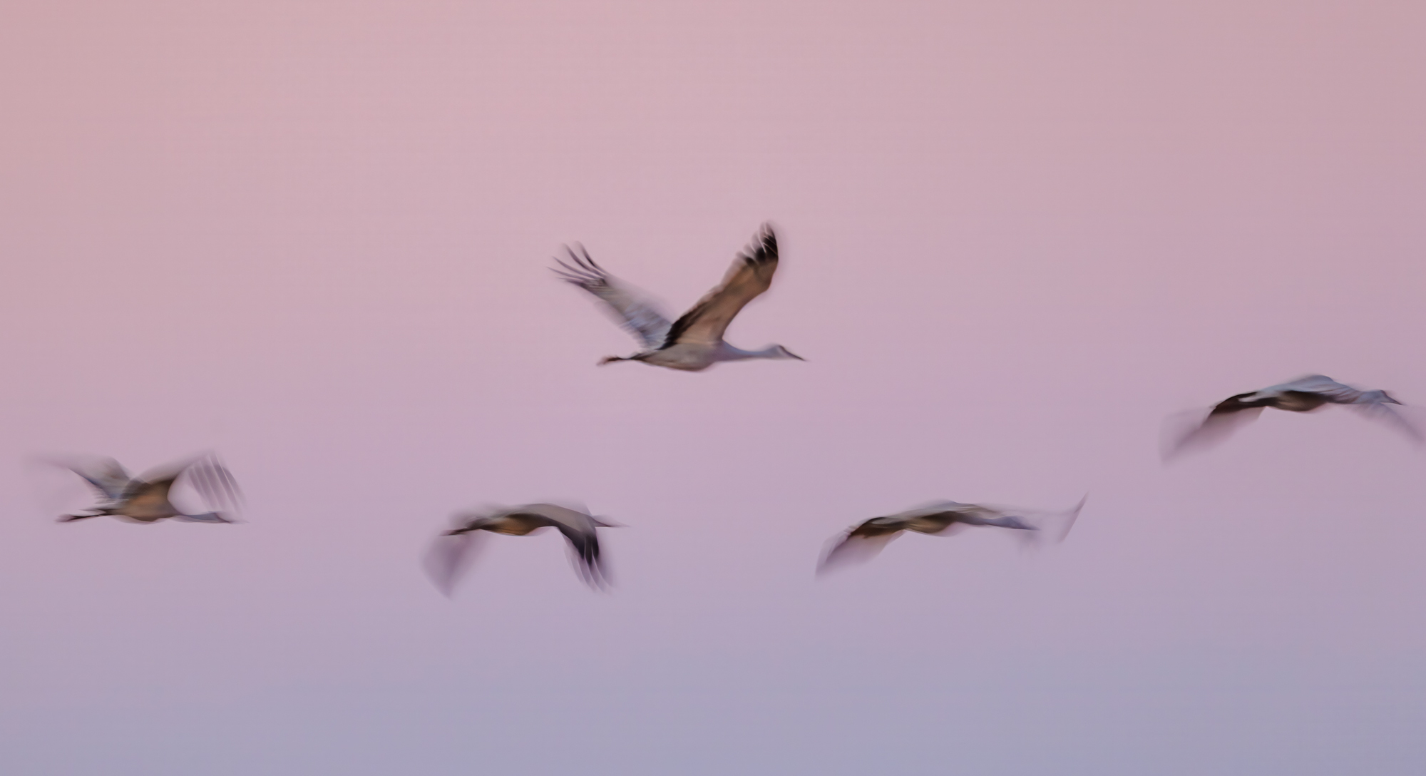 10 Photo Challenge 2025 Winner - Break the Rules: "The Art of Migration" by Jenny L Clark