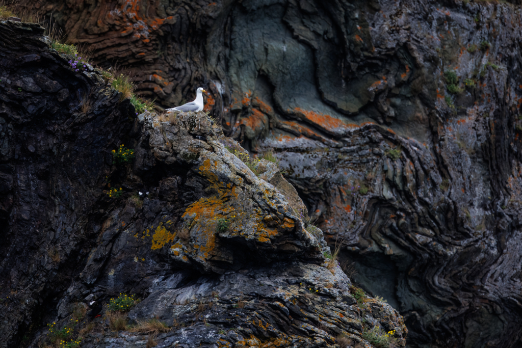 10 Photo Challenge 2025 Winner - Small in the Frame: "Rockstar" by Jenny L Clark