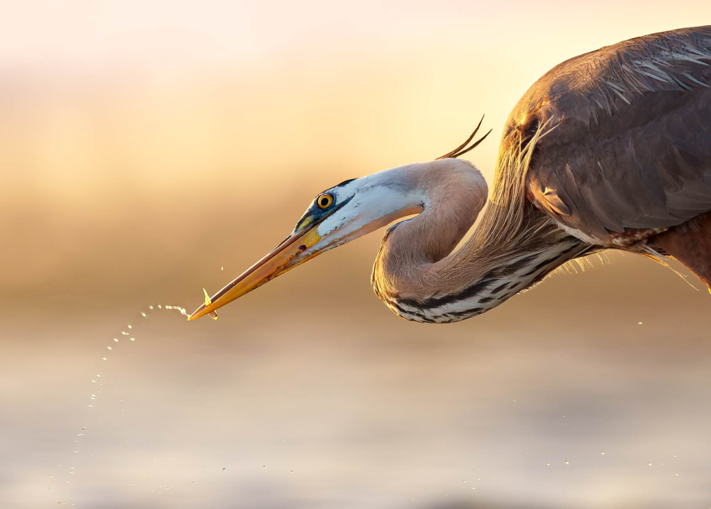 10 Photo Challenge 2025 Winner - Tight Portrait: "Sunkissed" by Kathryn Garlick