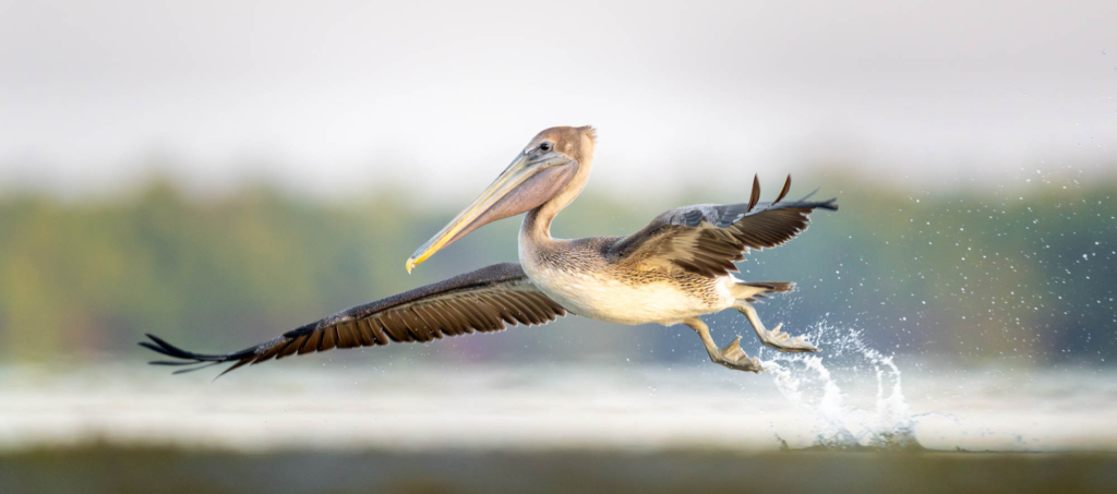 10 Photo Challenge 2025 Winner - Bird in Flight: "I Can Fly" by Kathryn Garlick
