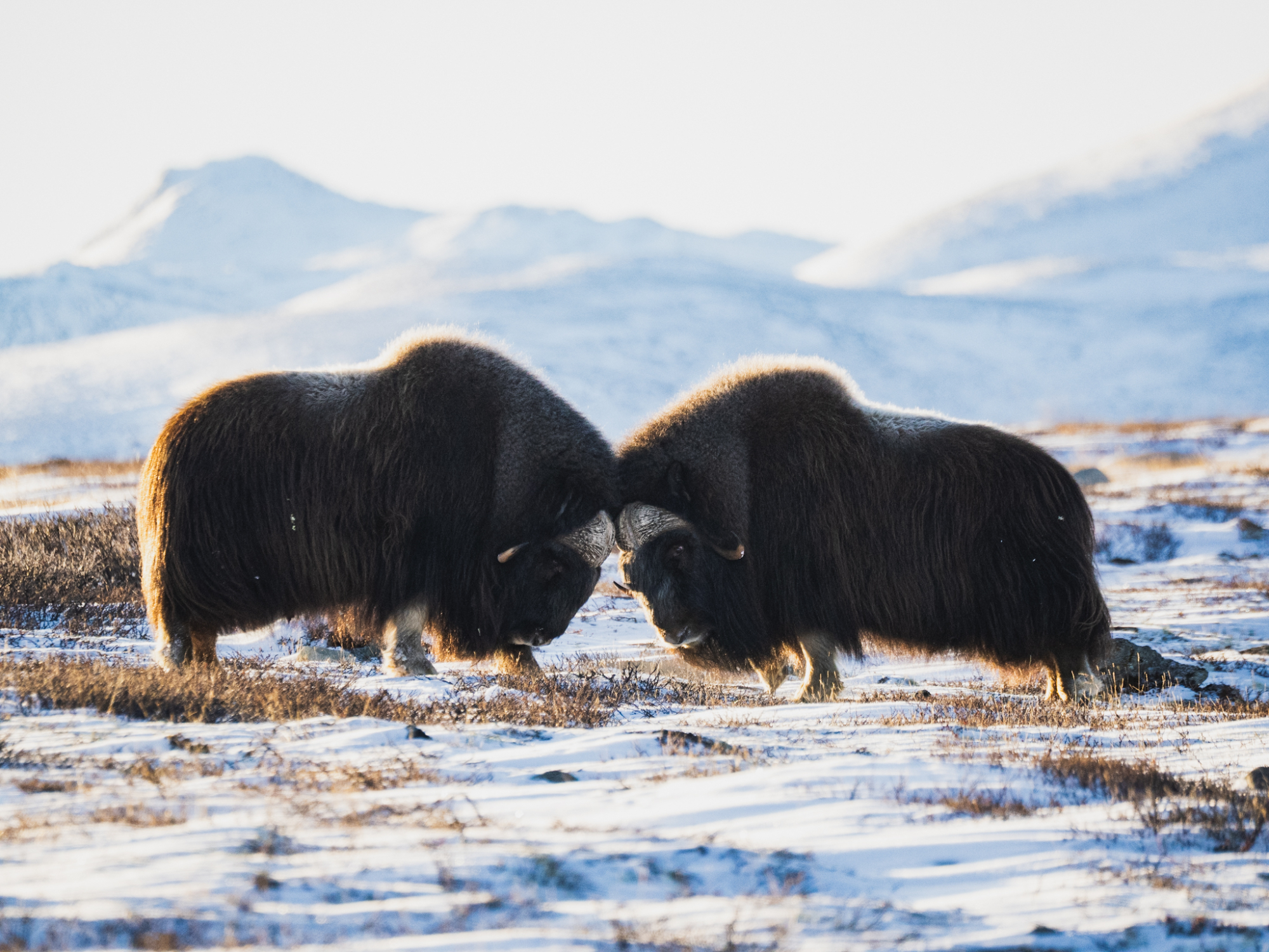 10 Photo Challenge 2025 Winner - The Natural Behavior Shot: "A Thump in the Snow" by Kevin Haid