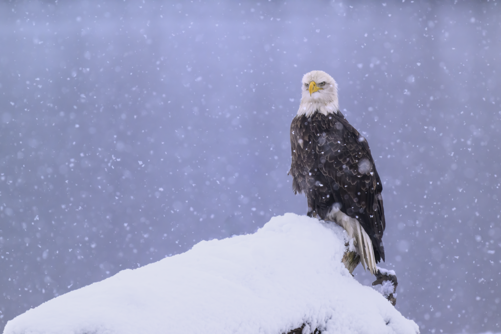 10 Photo Challenge 2025 Winner - Bad Weather Shot: "Rockstar" by Nathan Staggs
