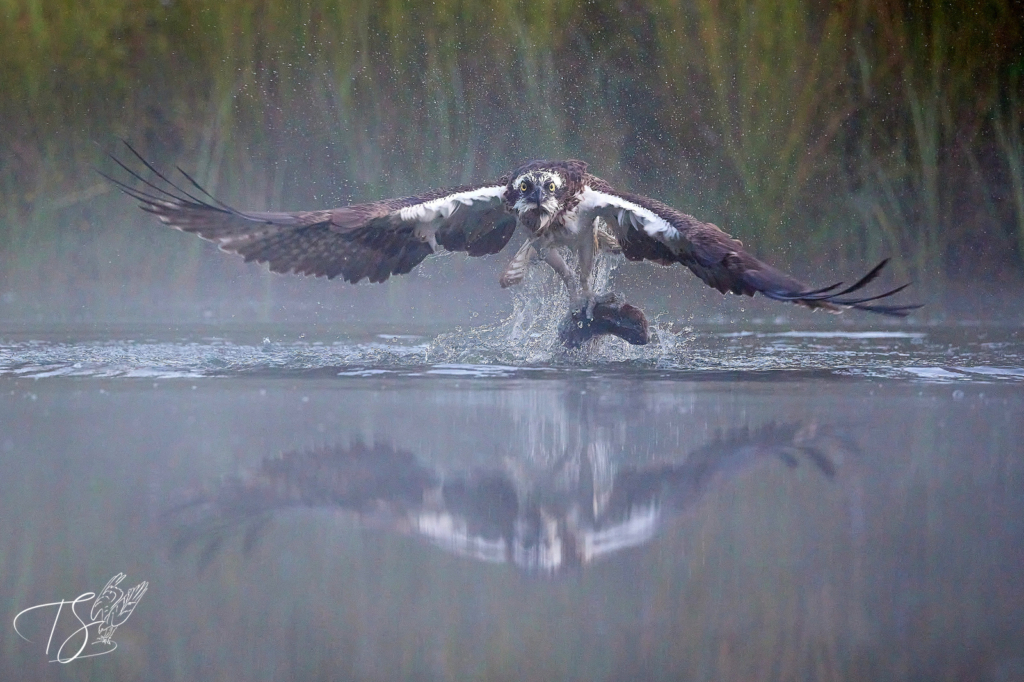 10 Photo Challenge 2025 Winner - Freeze the Action: "Osprey Catching Fish" by Trish Styles