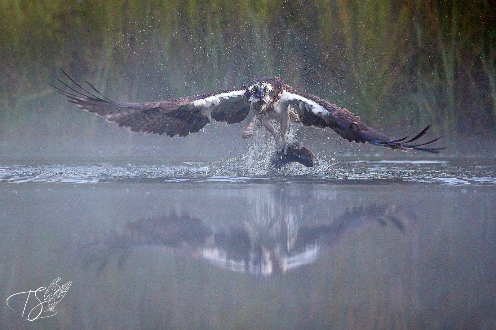 10 Photo Challenge 2025 Winner - Freeze the Action: "Osprey Catching Fish" by Trish Styles